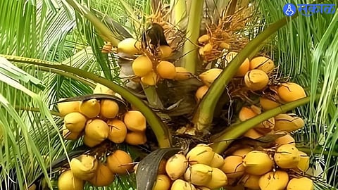 Insurance Shield for Coconut and Arecanut Farmers Under PMFBY