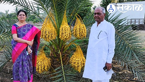 Yellow date farming success story in Marathwada earning Rs 3 lakh per acre