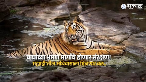 Major Boost for Tiger Conservation: Wildlife Board Revived After 13 Years in Maharashtra