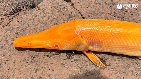 Unusual Discovery in Raigad: Rare Albino Alligator Gar Fish Found in River