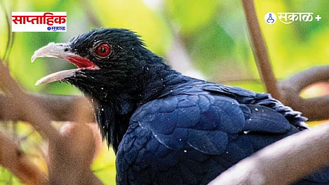 Asian Koel Bird 