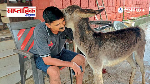 Animal shelter story