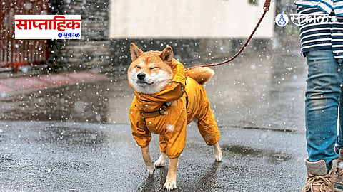 Monsoon Pet Care 