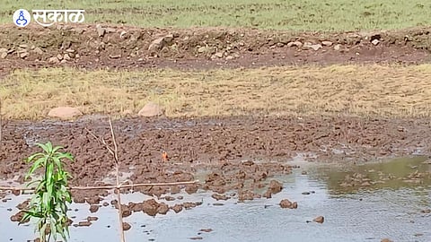 Heavy Rain Leaves Farmers Devastated Paddy Cultivation