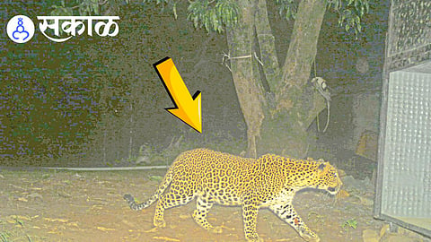 leopard near Ajara Kolhapur latest news