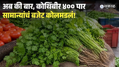 Coriander Price Hits ₹400 Per Kg in Akola 
