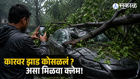 Tree fell on your car? Do this in 24 hours