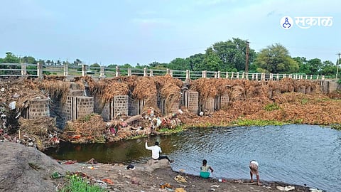 Floodwaters released from Vadj Dam carried water hyacinth and debris that got trapped at a Kolhapur-type weir on the Meena River, disrupting water flow.