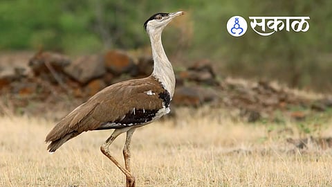 Great Indian Bustard sighting in Kolhapur