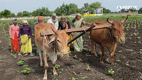 Israeli Farming Techniques Empower Women Farmers in Maharashtra's Varakhedi Village