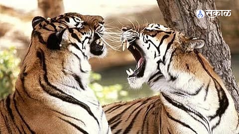 Historic Tiger Census: Nagpur Regional Forests Record 42 to 45 Tigers