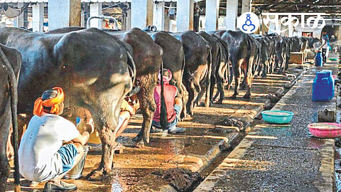 Mumbai dairy business impact