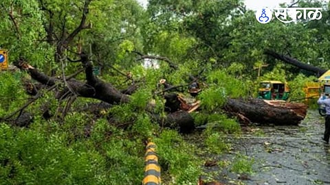 Tree Collapse