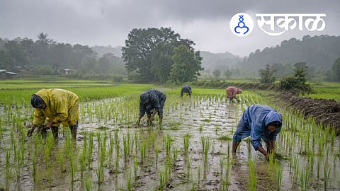 Konkan monsoon latest update