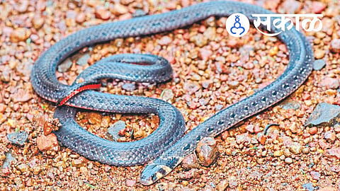 Rare Castoe's Coral Snake in Maharashtra