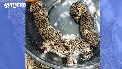 Leopard Cubs Found