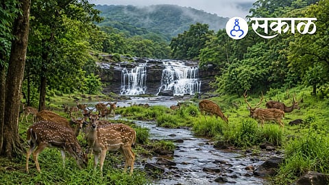 Why is Sagareshwar Wildlife Sanctuary famous?