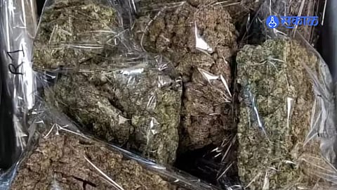 Police Raid in Ankoli Uncovers ₹20 Lakh Cannabis Stock; One Held