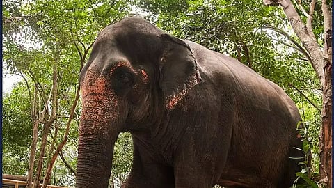 Madhuri Elephant Case kolhapur