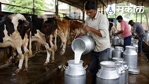 Why did milk collection drop in Nashik?