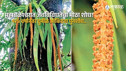 Historic Botanical Discovery: Endemic Orchid Found for the First Time in Maharashtra
