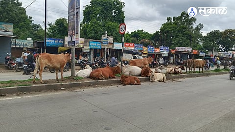 Residents have urged the municipal administration to identify the owners of stray cattle and take immediate action to ensure public safety.