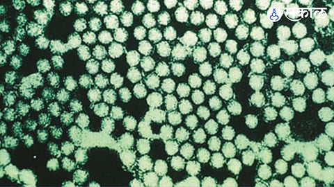 FMD Viral Diseases
