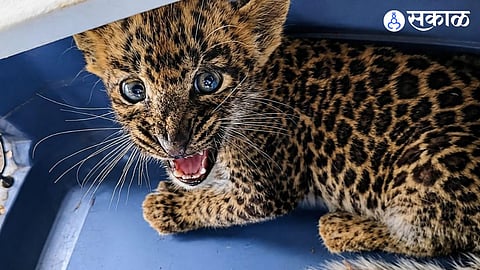 Leopard cub