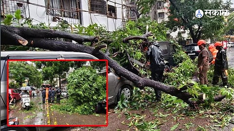 Fallen Trees Wreck Vehicles in Pune, Residents Rush to File Insurance Claims