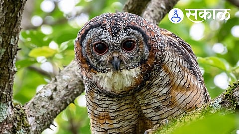 Rare bird discovered in Maharashtra forest