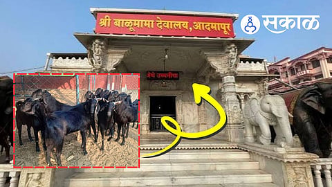Balumama Temple scam latest news