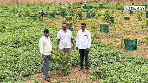 From Education to Agriculture: Ketan Dombe Makes ₹3.5 Lakh Per Acre with Coriander Crop
