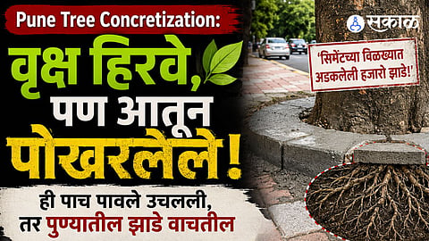 Thousands of trees in Pune are reportedly trapped in concrete due to road and footpath development, restricting water and oxygen from reaching their roots.