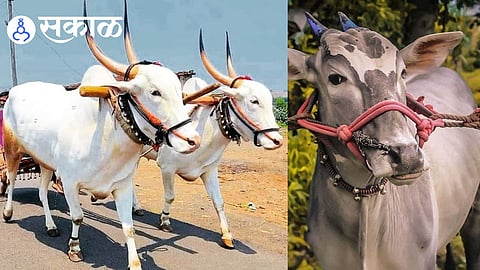 Khillar cattle farming in Maharashtra