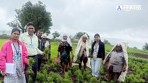 Farmers received hands-on training on traditional rice cultivation techniques with support from the Maharashtra Gene Bank and agricultural experts.