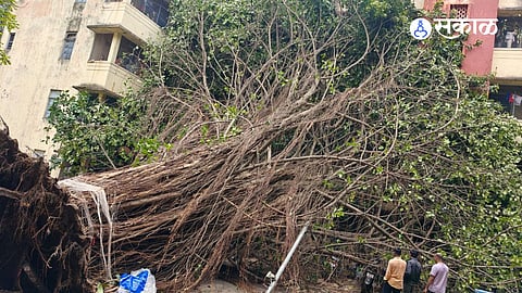 The Pune Fire Brigade reported 372 tree fall incidents across the city between July 1 and July 23.