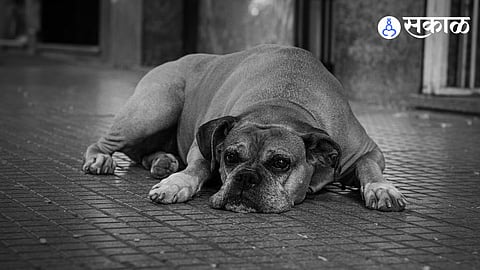 Youth abuse 2 stray dogs