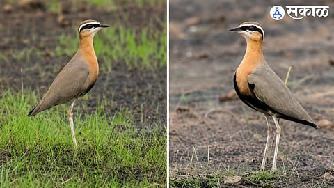 Indian Courser