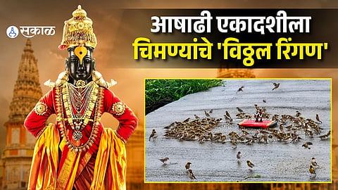 Thousands of Sparrows Create a Divine 'Vitthal Ringan' on Ashadhi Ekadashi in Kolhapur; Viral Video Wins Hearts