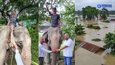 Elephant Swept Away in Assam Flood Rescued After 100 Km Journey