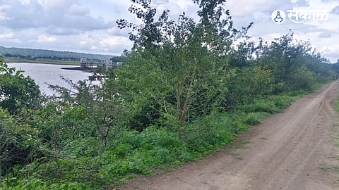 Khelna Medium Irrigation Project bund overgrown with thorny bushes farmers demand immediate cleaning in Sillod