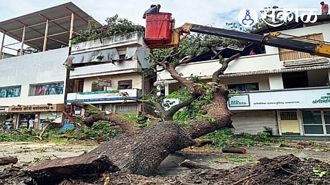 Massive Rain Tree Collapse in Kolhapur Rajarampuri