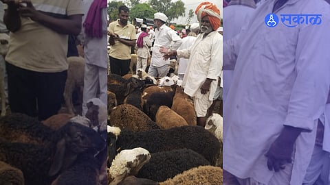 Talegaon Dhamdhere Shirur APMC goat and sheep market 2300 animals sold goats price up to 25000