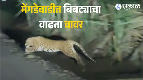 Leopard sighting in Mengdewadi Dangatvasti Ambegaon Pune villagers demand forest department to install cage