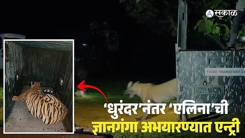 Elina Tigress Shifted to Dnyanganganga Sanctuary 