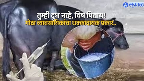 Maharashtra Milk Safety News Illegal Oxytocin Use in Buffaloes Sparks Concern Over Public Health and Dairy Practices