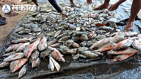 Dabhol creek fish market latest news