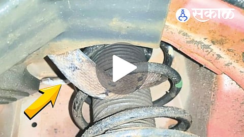 Sindhudurg snake rescue
