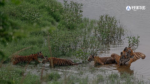 F2 Tigress,