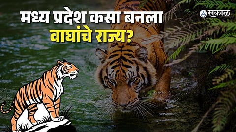 Satpura Tiger Reserve Becomes Safe Haven for 55 Plus Tigers Following Successful Village Relocation and Conservation